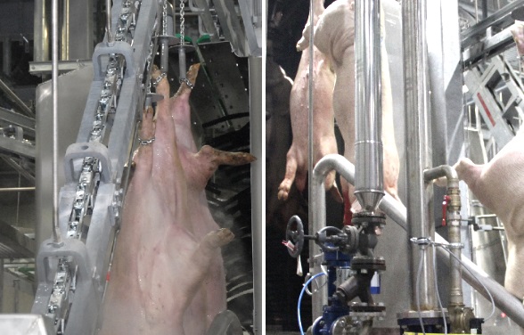 Banss osparivanie 15